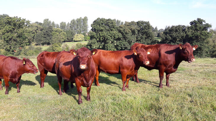 Red Poll Cattle Society New Website Launch